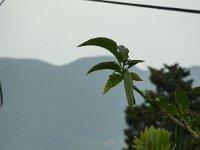 P1030239