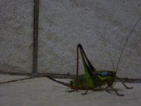 P1030435