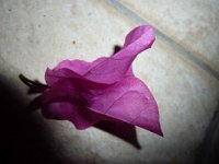P1030444