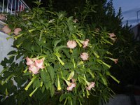 P1030679